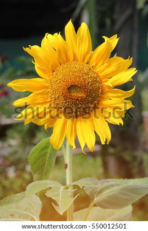 sunflower field of sunset, sunflower in graden natrul background.