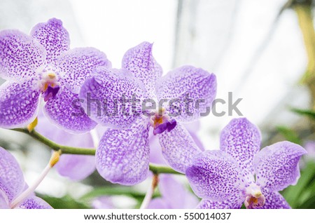 The beauty of the orchids in the garden hi key photo