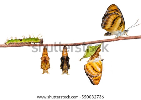 Isolated life cycle of colour segeant butterfly ( Athyma nefte ) from caterpillar and pupa hanging on twing with clipping path Royalty-Free Stock Photo #550032736