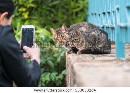 Woman takes pictures of cats on the phone in the park