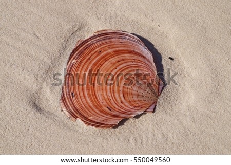 Colourful Scallop Shell on tropical white sandy Coongul Beach, World heritage site Frazer Island.

This tropical island is the largest sand island in the world with numerous pristine sandy beaches.