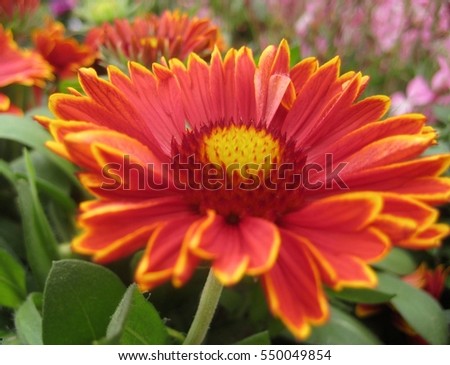 macro photo of bright beautiful flower Blanket Flower of the Aster family with carved petals red as the source for design and print
