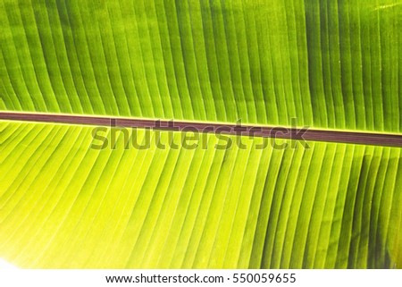 Texture abstract background of back light fresh green banana tree leaves. Macro image beautiful vibrant tropical pointy leaf foliage plant background texture stock macro photo close up selective focus