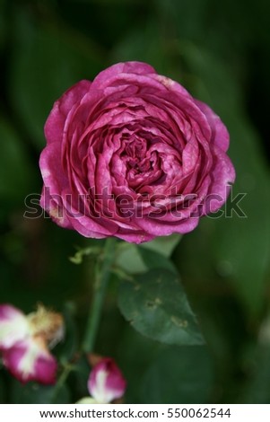 wild pink rose on a garden