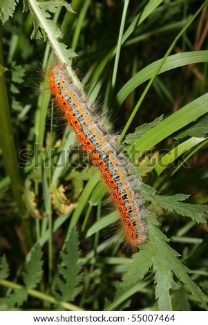 Buff-tip (Phalera bucephala) - Caterpillar on a plant