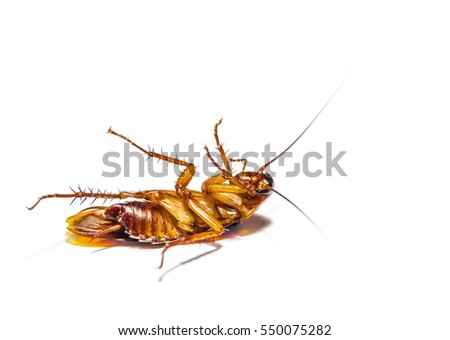 selective focus and closeup cockroach dead on white background