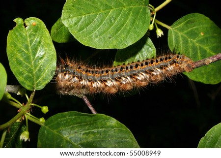 The Drinker (Philudoria potatoria) - Caterpillar on a plant