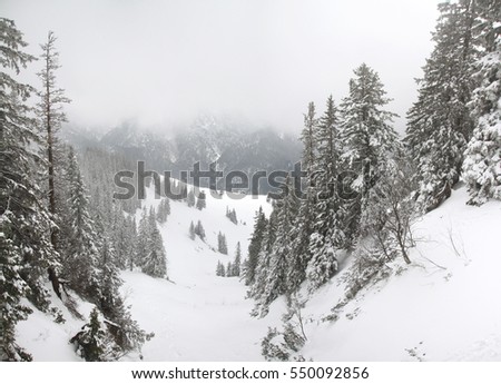 Fog in a mountain forest in Ruhpolding