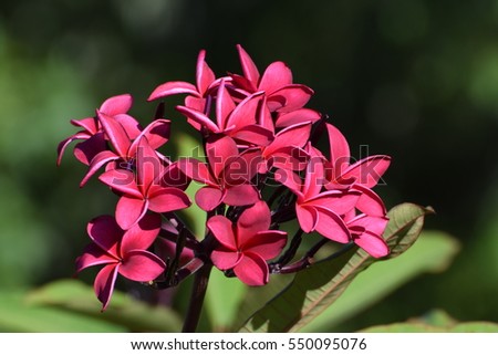 Large bunch of red plumeria blossoms, leaves, buds