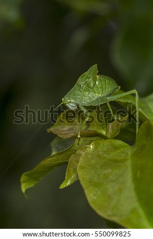 green locust with long antennae walking on a leaf on dark background