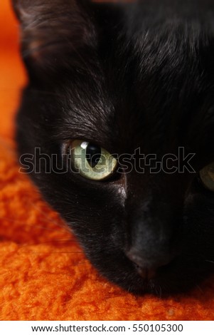 Black cat eye close up