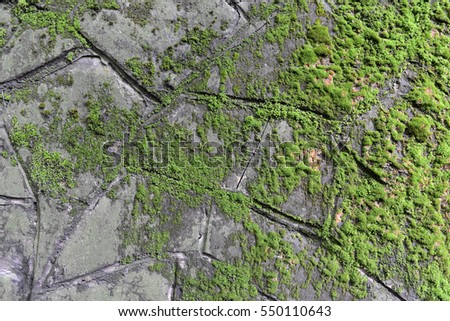 Old cracked decay wall background covered in green moss and mold