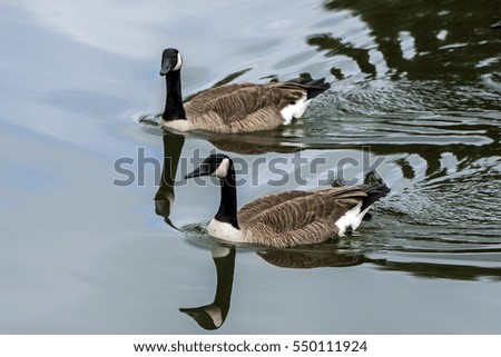 Canada Geese swimming on lake