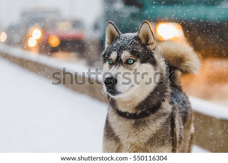 Husky dog ??walking on the street in the snow.