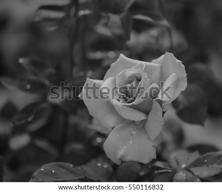Pink rose in the garden, black and white.