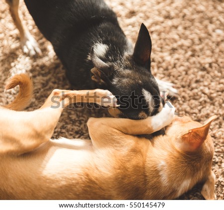 Two chihuahuas playing on carpet floor.