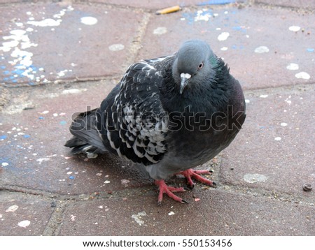 Dove grey Beautiful pigeon close up.