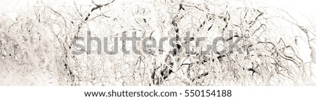 Winter season natural  texture and pattern of ice frozen tree branches  - panorama landscape layout - black and white photography