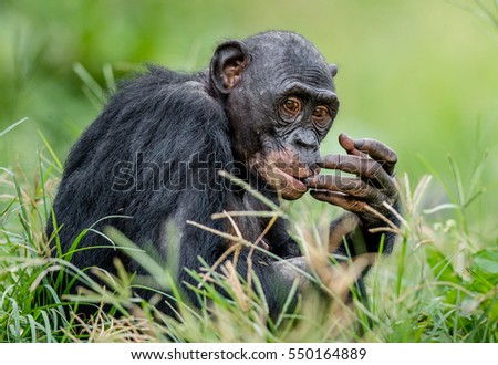 Close up Portrait of Bonobo in natural habitat. Green natural background. The Bonobo ( Pan paniscus). Democratic Republic of Congo. Africa 