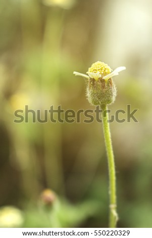 yellow flower in warm light