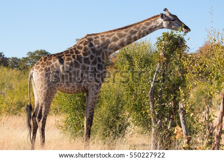 Full body portrait of giraffe in profile eating leaves with African landscape in background