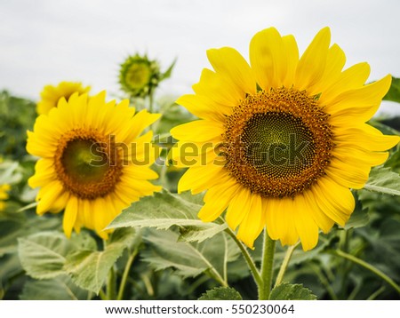 sunflower field in kaoyai , Thailand