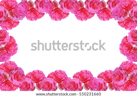 Pink roses on white background (With copy space for greeting, wedding and Valentine's Day card)