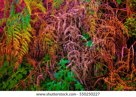 
Colored ferns. The texture of the leaves .