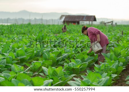 Maid Park tobacco farm in Asia