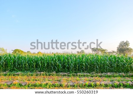 A selective focus picture of corn cob in organic corn field. 