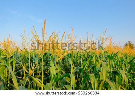 A selective focus picture of corn flowers in organic corn field. 
