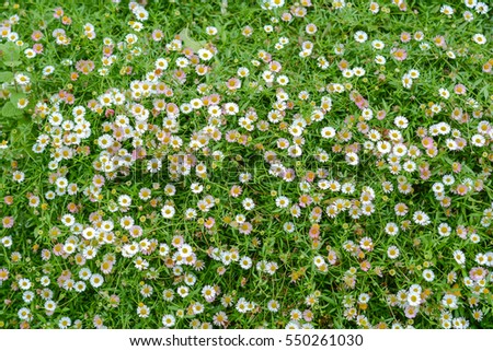 Flowers on field. Natural background. Chamomile flowers