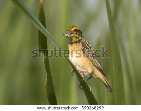 Black-breasted weaver with kill