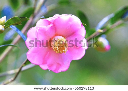 Pink Camellia flower,beautiful pink flower and buds with raindrops blooming in the garden 