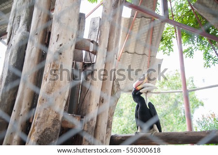 Wreathed hornbill, Bar-pouched wreathed hornbill. (Shooting cage)