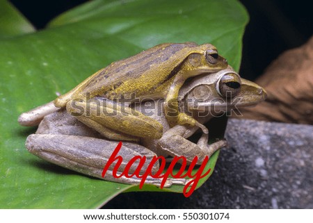 two frogs and the words "happy"