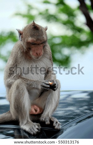 Cute monkey lives in a natural background,soft focus,animal wildlife.
