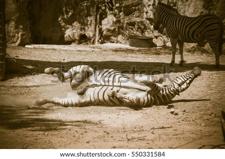 Zebra is rolling on the floor / Vintage look