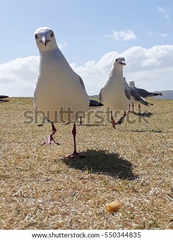 Seagulls fighting over hot chips, Mahia Peninsula, East Coast, North Island, New Zealand
