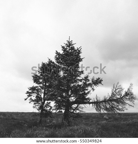 Old lonely tree on plateau, dark look.