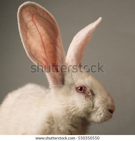Portrait of a white rabbit with huge ears on grey background