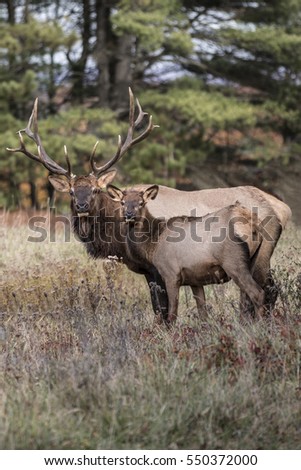 Bull Elk and Cow - Photograph taken in Elk State Forest, Elk County, Benezette, Pennsylvania.