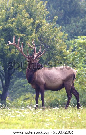 Bull Elk - Photograph taken in Elk State Forest, Elk County, Benezette, Pennsylvania.
