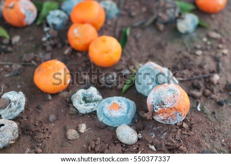 Rotting mandarins on the ground Royalty-Free Stock Photo #550377337