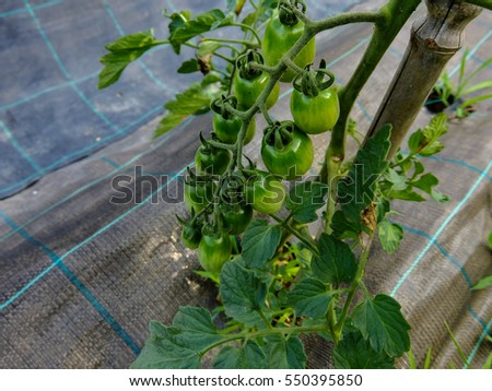 Photo picture of fresh tomatoes plants on a vegetable garden