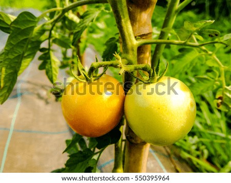 Photo picture of fresh tomatoes plants on a vegetable garden