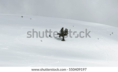 Valgardena, Italy - March 11, 2011: tree on the slope