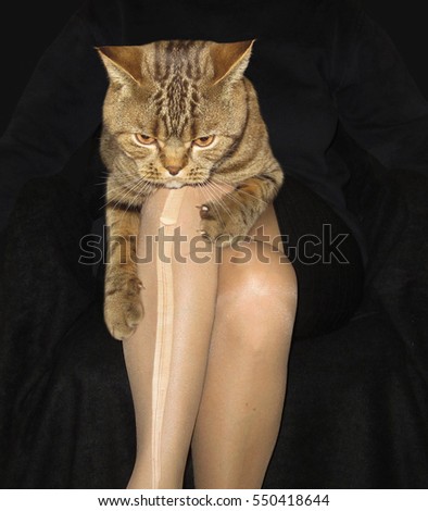 The big cat is sitting on girl's lap. He tore her tights. 