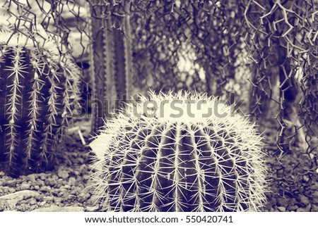 Cactuss in a Cactus garden background.