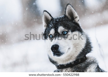 Husky dog walking on the street in the snow. Portrait of husky dogs.